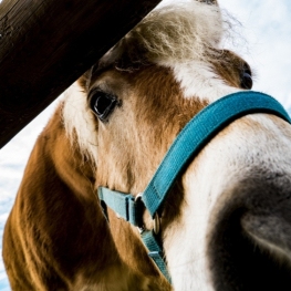 Sorteig: 5 entrades per una visita familiar a la Granja - Escola&#8230;
