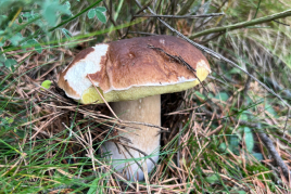 Els millors restaurants del Ripollès per menjar bolets