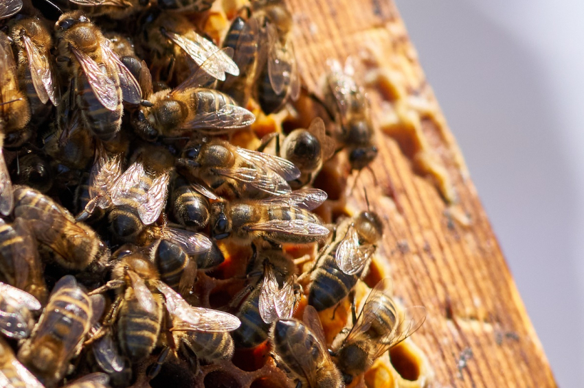 Apicultores por un día, Abellaires Empordaneses (_ism1380)