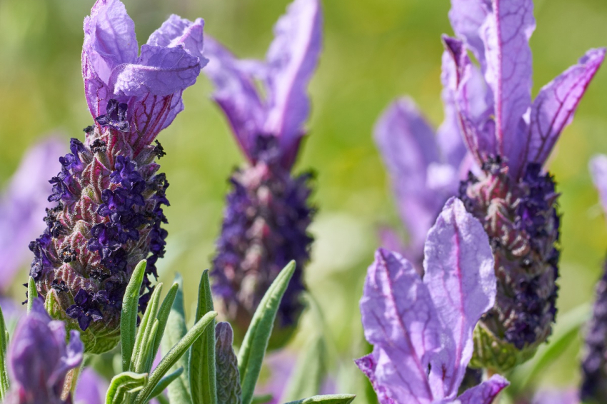 Apicultores por un día, Abellaires Empordaneses (_ism1460)