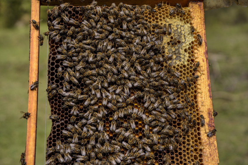 ¡Sé apicultor por un día! - Mel La Caseta (_dsc1607_jpg_alta)