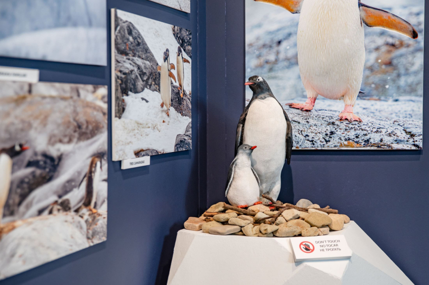 Expedició a lAntàrtida a CG Gallery Lloret (01 Gallery 3)