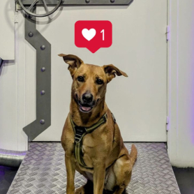 Escape room amb el teu gos amb Cronologic Escape Room!