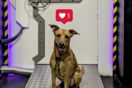 Escape room amb el teu gos amb Cronologic Escape Room!