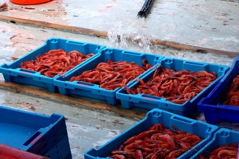 Palamós (Amba De Palamos)