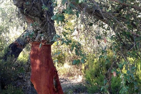 Sant Feliu de Guixols (Assis De Cadiretes Alsina Surera 1)