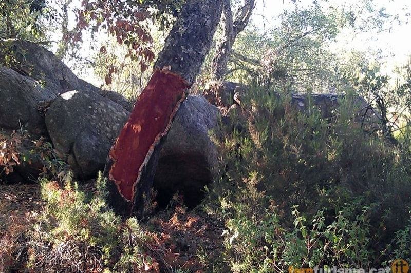 Sant Feliu de Guixols (Assis De Cadiretes Alsina Surera 2)