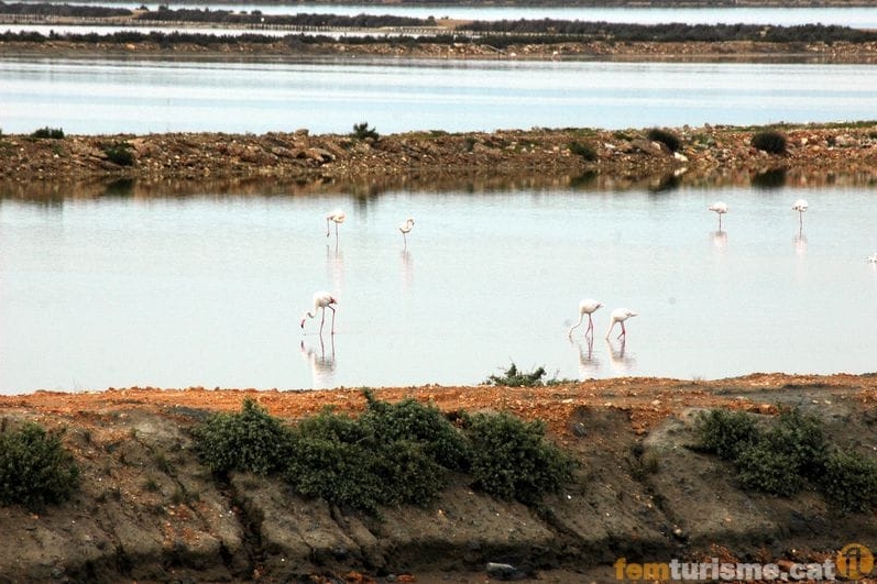 Sant Jaume dEnveja (Elta Del Ebre)