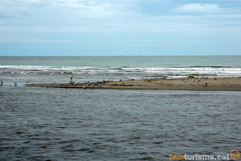 Sant Jaume dEnveja (Elta Ebre Aus Migratories)