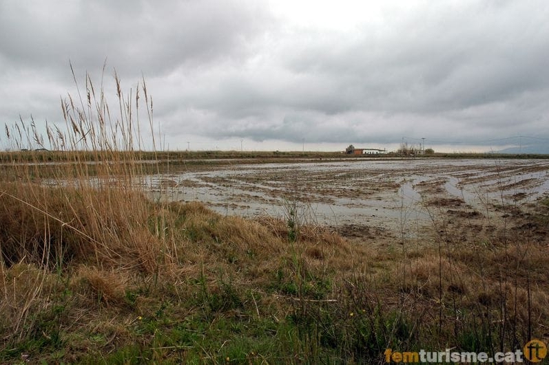Sant Jaume dEnveja (Elta Ebre Ocells)
