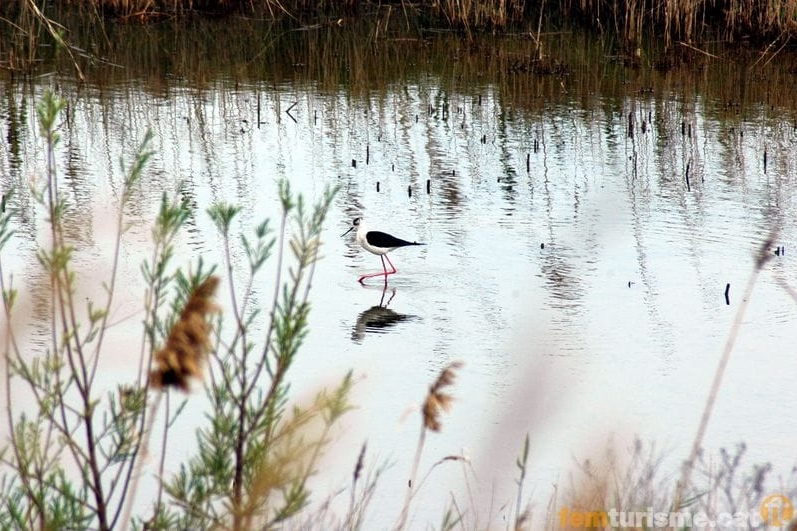 Sant Jaume dEnveja (Elta Ebre Parc)