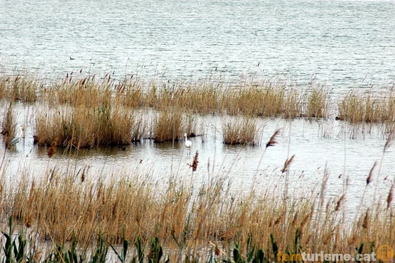 Sant Jaume dEnveja (Elta)