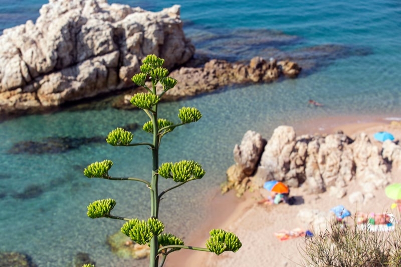 Calella (7 Roca Grossa Atzavara)