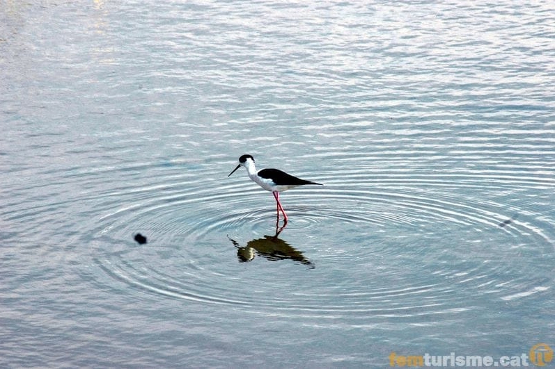 La Ràpita (Elta De Ebre)