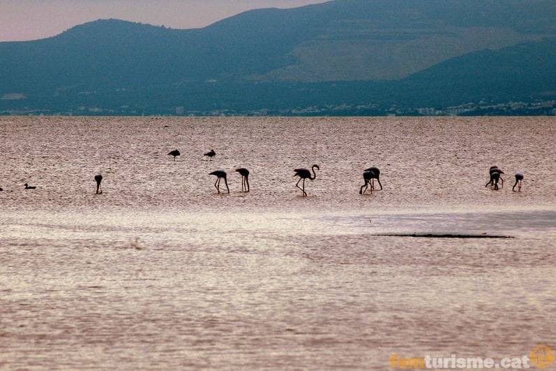 La Ràpita (Elta De L Ebre)