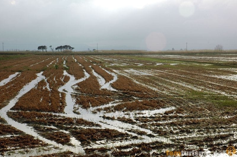 La Ràpita (Elta Ebre Sant Carles)