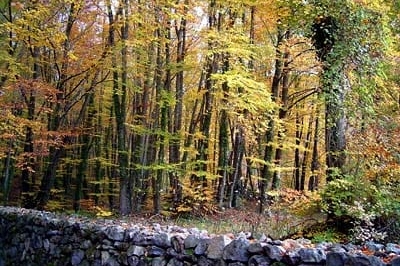 Santa Pau (Anta Pau Fageda Jorda)