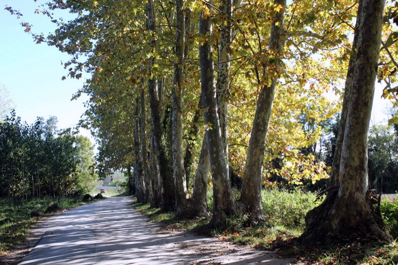 Bordils ( Arbres Octubre)