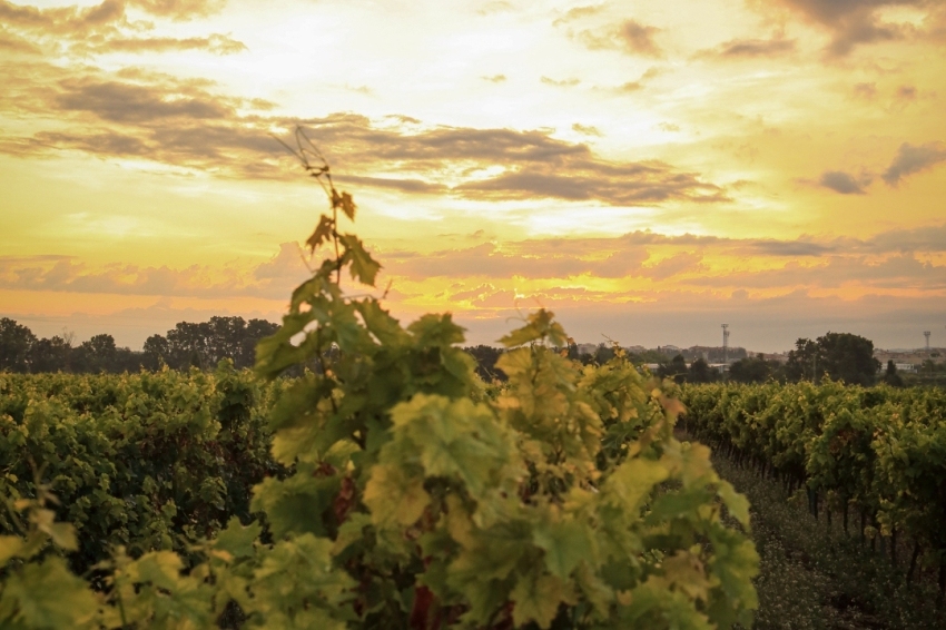 Vilafranca del Penedès (Posta De Sol A La Vinya)