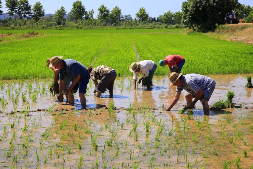 Pals (Pals Arrosars)