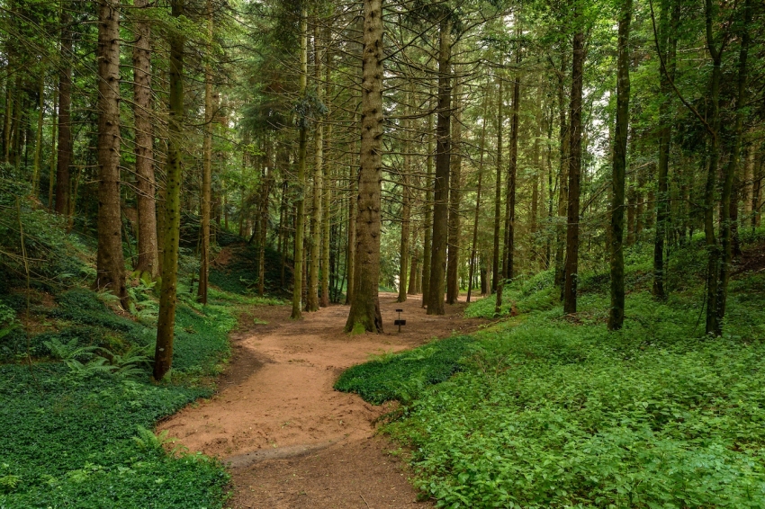 Espinelves (Bosc De L Arboretum De Masjoan A Espinelves)