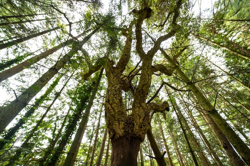 Espinelves (Bosc De L Arboretum De Masjoan A Espinelve)
