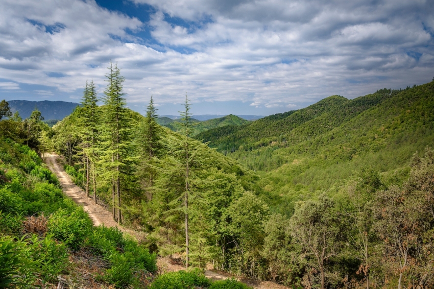 Espinelves (Boscos Prop D Espinelves)