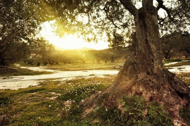 El Pinell de Brai (Camps 2)