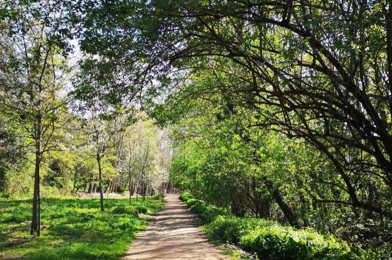 Arbúcies (Arbucies)