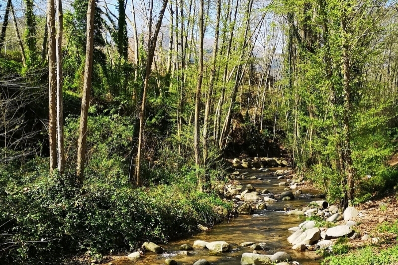 Arbúcies (Arbucies1)