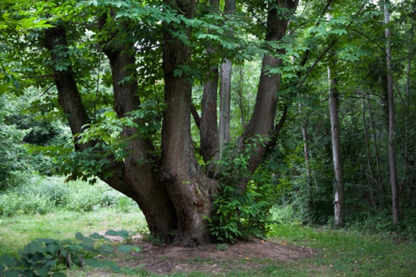 Viladrau (Castanyer De Les 9 Branques)