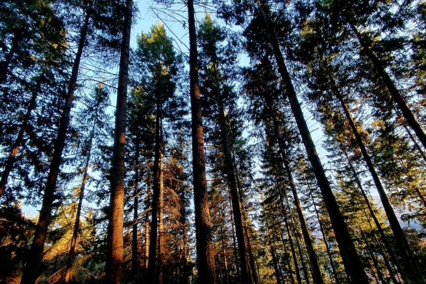 Viladrau (Bosc D Arbres)