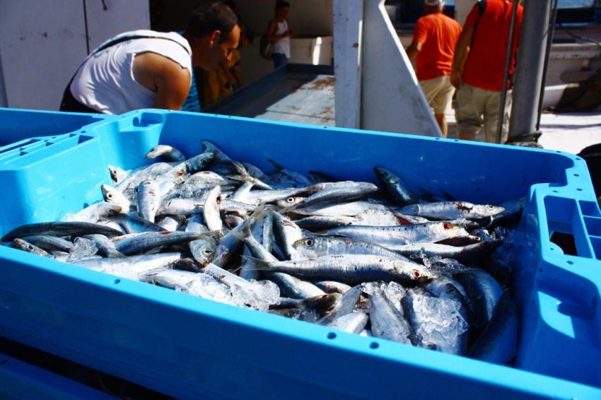 Llançà ( Peix Llotja)