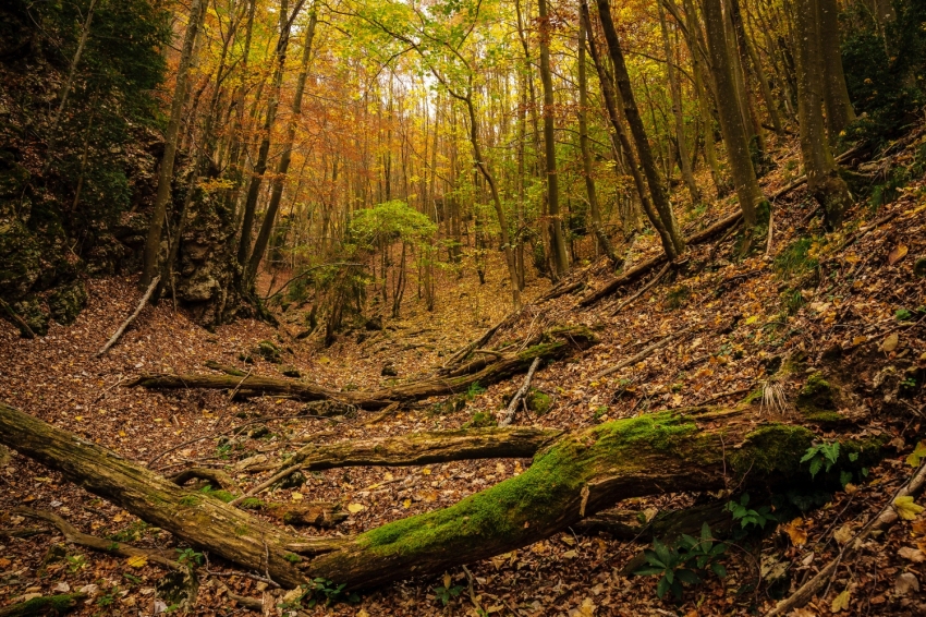 Bagà (Bosc Caducifoli A La Baga De Les Noucomes Als Rasos De Peguera Durant La Tardor)