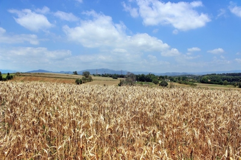 Mollet del Vallès (Gallecs 01)