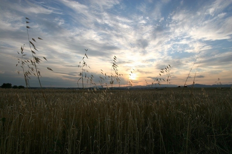 Mollet del Vallès (Gallecs)