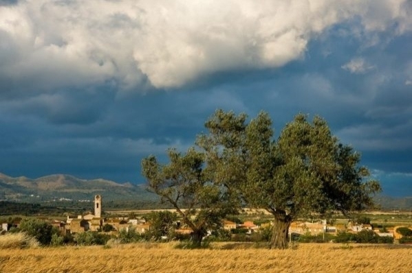 Mollet de Peralada (Mollet 03)