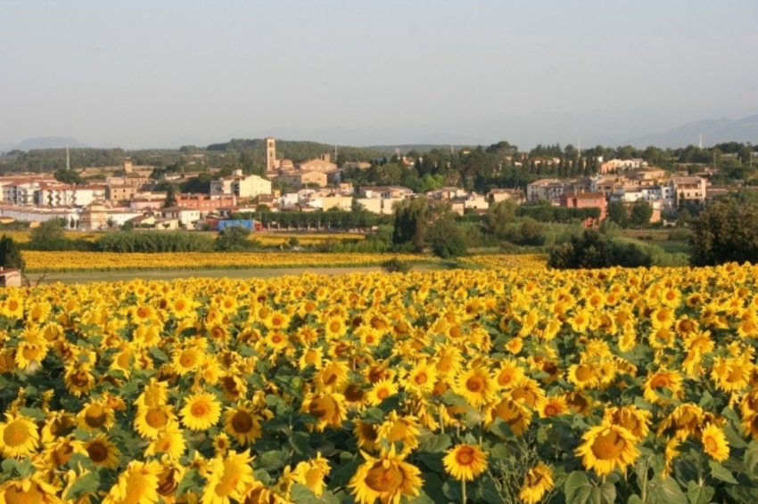 Saus, Camallera i Llampaies (Girasols)