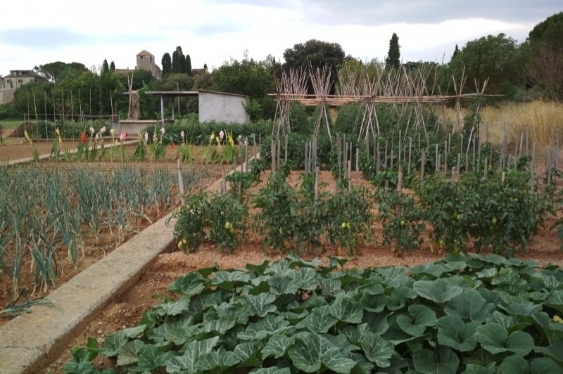 Vilanant (Vilanant Hort)