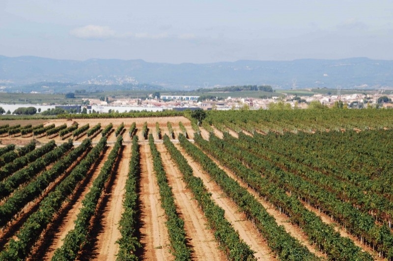 Sant Cugat Sesgarrigues (Camps)