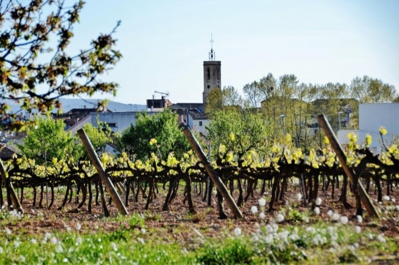 Sant Cugat Sesgarrigues (Vinyes)