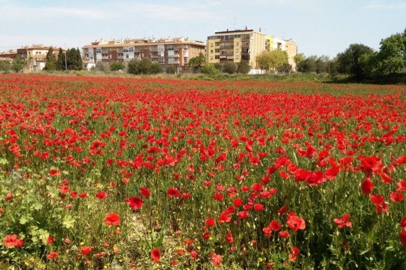 Santa Margarida i els Monjos (Santa Margarida I Els Monjos Primavera)