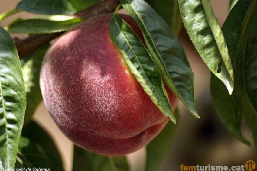 Subirats (Mercat Del Pressec Ordal)