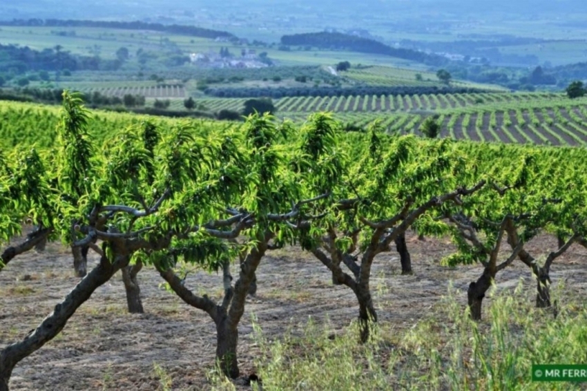 Subirats (L Aclarida Maria Rosaed 1)