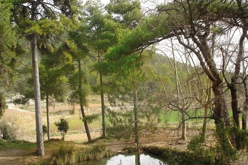 La Llacuna (Font Del Pla.)