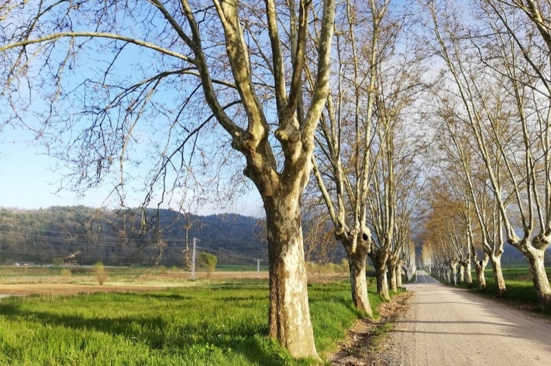 LEstany (Estany Moianes)