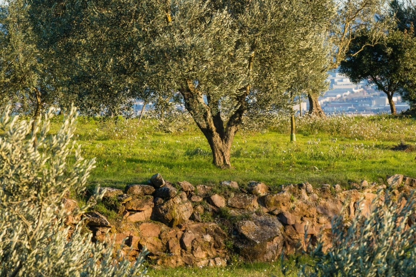 Sant Joan de Vilatorrada (Bt18_060_oliveres_santjoanvilatorrada_collbaix Min)
