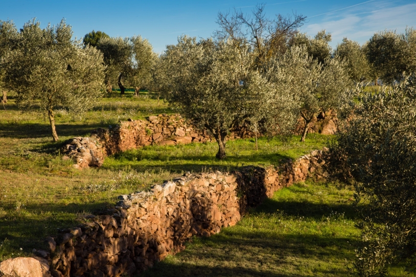 Sant Joan de Vilatorrada (Bt18_061_oliveres_santjoanvilatorrada_collbaix Min)
