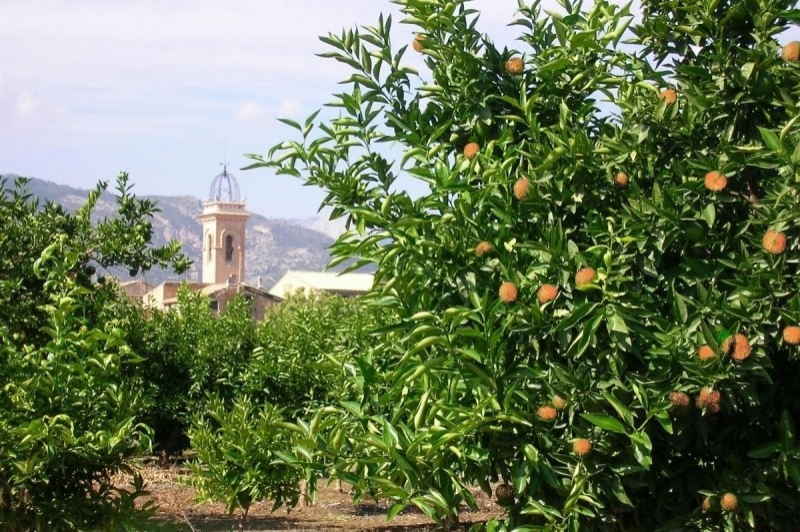 Xerta (Paisatge Tarongers)