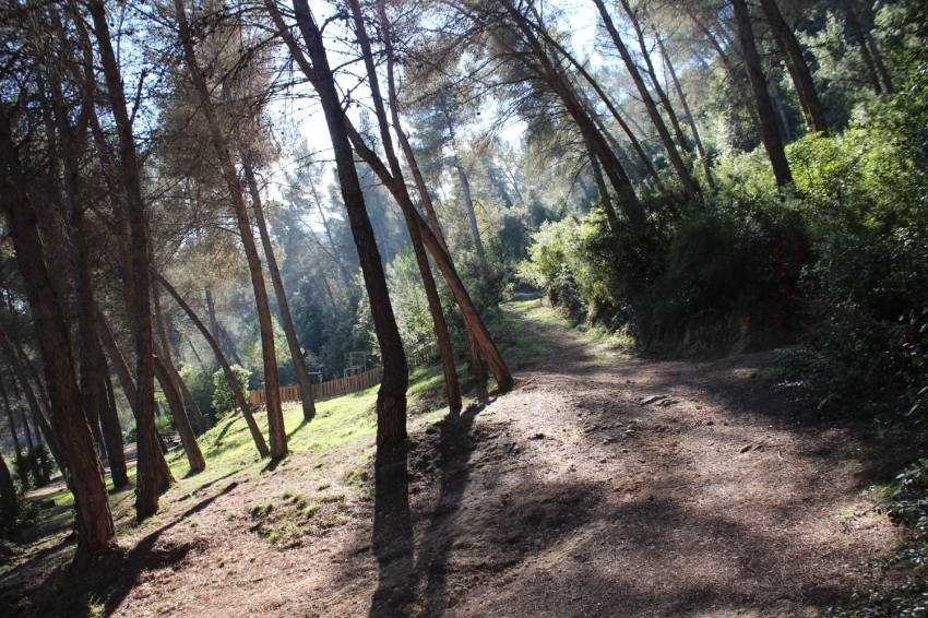 Castellví de Rosanes (Bosc Municipal 12)